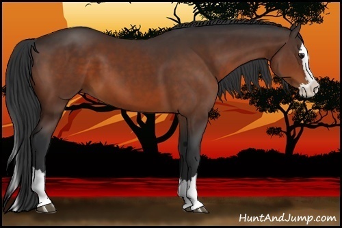 Horse Color:Bay Sabino Splash 