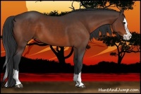 Horse Color:Bay Sabino Splash 