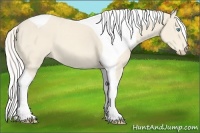 Horse Color:Cremello Tobiano