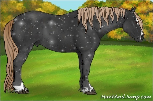 Horse Color:Liver Chestnut Sabino