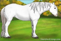 Horse Color:Black Appaloosa Rabicano 