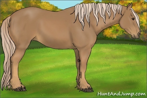 Horse Color:Palomino Sabino