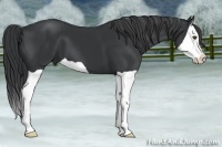 Horse Color:Black Splash