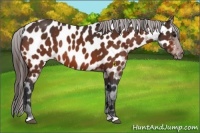 Horse Color:Bay Appaloosa Rabicano 