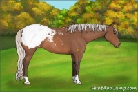 Horse Color:Silver Bay Appaloosa