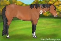 Horse Color:Bay Sabino 