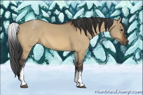 Horse Color:White Spotted Bay Dun