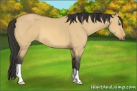 Horse Color:Buckskin Dun 