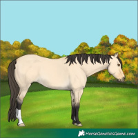 Horse Color:Buckskin Dun