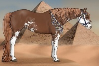 Horse Color:Chestnut Sabino 