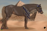 Horse Color:Liver Chestnut Sabino 