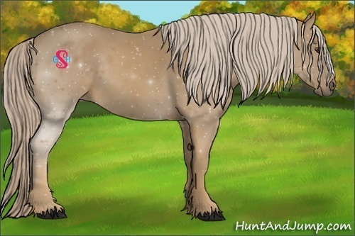 Horse Color:Palomino 