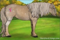 Horse Color:Palomino 