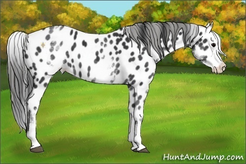 Horse Color:White Spotted Black Splash Appaloosa Rabicano 