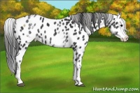 Horse Color:White Spotted Black Splash Appaloosa Rabicano