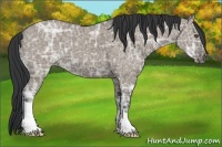 Horse Color:Grullo Ice Frame