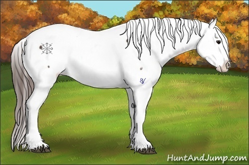 Horse Color:Bay Roan Sabino Appaloosa 