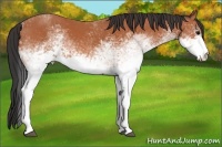 Horse Color:White Spotted Bay 