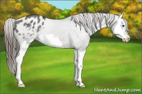 Horse Color:Grullo Splash Appaloosa Rabicano 