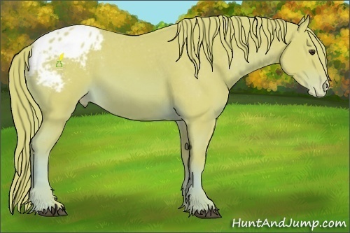 Horse Color:Watercolor Chestnut Appaloosa 
