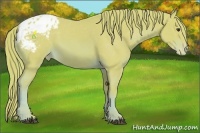 Horse Color:Watercolor Chestnut Appaloosa 