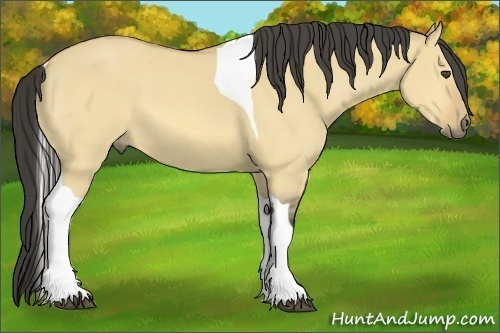 Horse Color:Buckskin Dun Tobiano 