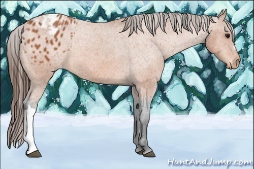 Horse Color:Bay Appaloosa 