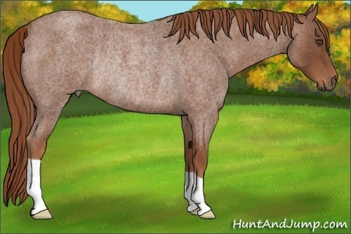 Horse Color:Red Roan Rabicano  Brindle