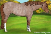 Horse Color:Red Roan Rabicano Brindle