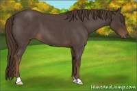 Horse Color:Liver Red Roan