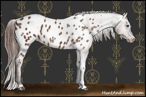 Horse Color:Liver Chestnut Appaloosa 