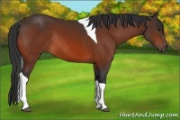 Horse Color:Bay Tobiano Rabicano