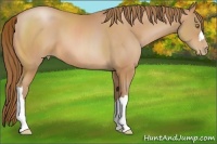 Horse Color:Bay Pearl 