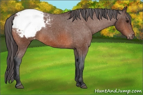 Horse Color:Bay Snowcap 