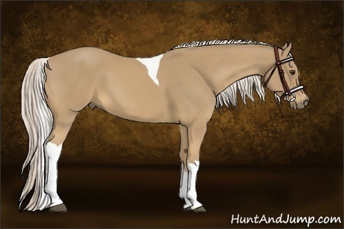 Horse Color:Palomino Tobiano 