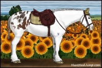 Horse Color:Bay Splash Appaloosa 