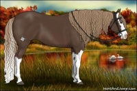 Horse Color:Liver Chestnut Splash