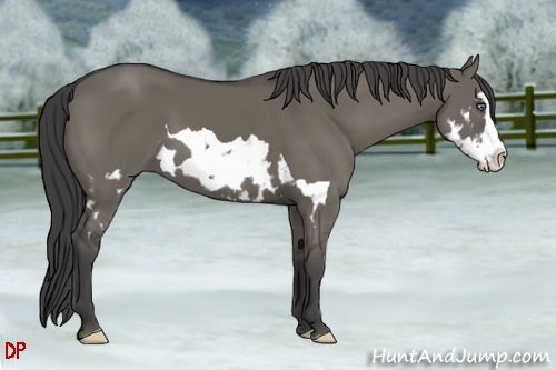 Horse Color:Smoky Grullo Splash Frame 