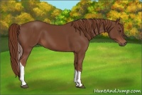 Horse Color:Chestnut Tobiano