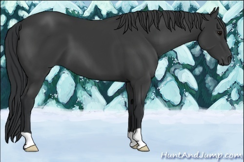 Horse Color:Black 