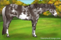 Horse Color:White Spotted Liver Chestnut Frame