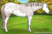 Horse Color:Chestnut Splash Appaloosa 