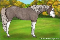 Horse Color:Silver Blue Roan Splash
