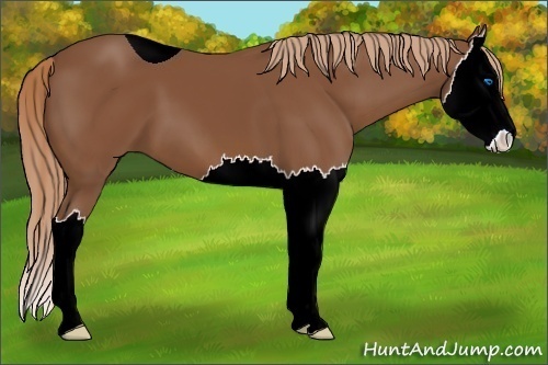 Horse Color:ERROR: UNKNOWN ANOMALY