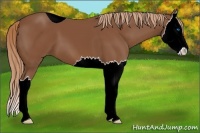 Horse Color:ERROR: UNKNOWN ANOMALY