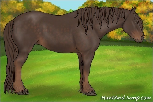 Horse Color:Liver Chestnut 
