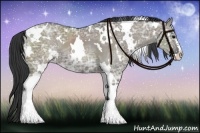 Horse Color:White Spotted Grullo Ice Sabino 