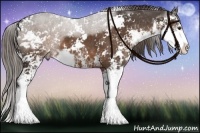 Horse Color:Liver Chestnut Sabino
