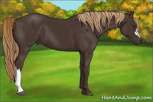 Horse Color:Liver Chestnut 
