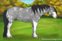 Horse Color:Blue Ice Roan Sabino